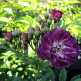 Perennial Blue &reg; Ramblerrose