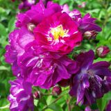 Perennial Blue &reg; Ramblerrose