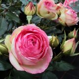 Eden Rose 85 &reg; Strauchrose