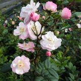 Perennial Blush &reg; Ramblerrose