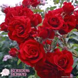 Amadeus &reg; Kletterrose