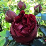 Red Eden Rose &reg; Strauchrose
