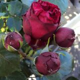 Red Eden Rose &reg; Strauchrose
