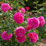 Englands Rose &reg; Auslounge &reg; Englische Rose