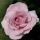 La Rose du Petit Prince (Rose Synactif) ® delgramau Strauchrose
