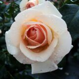 Penny Lane ® Englische Rose